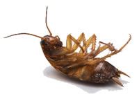 cockroach